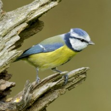 National Park Big Garden Birdwatch Weekend